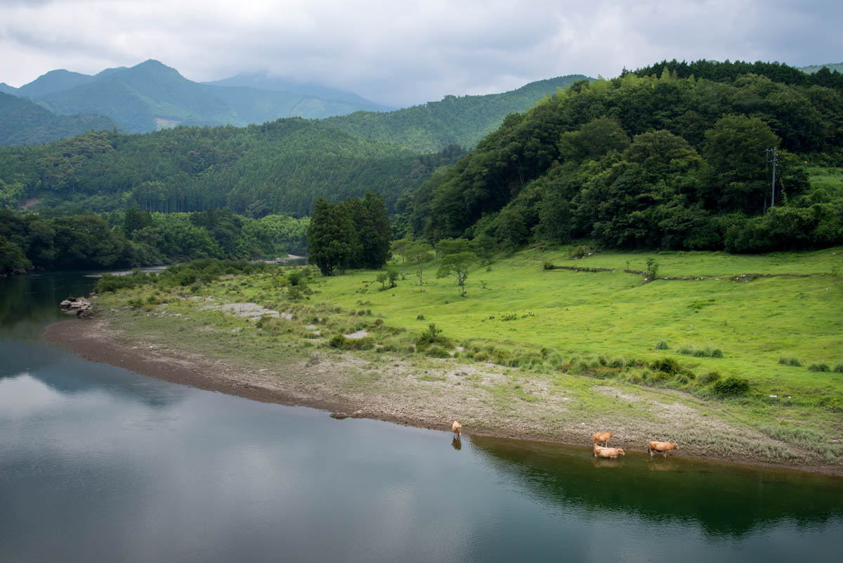 吉野川河畔の土佐あかうし牧場