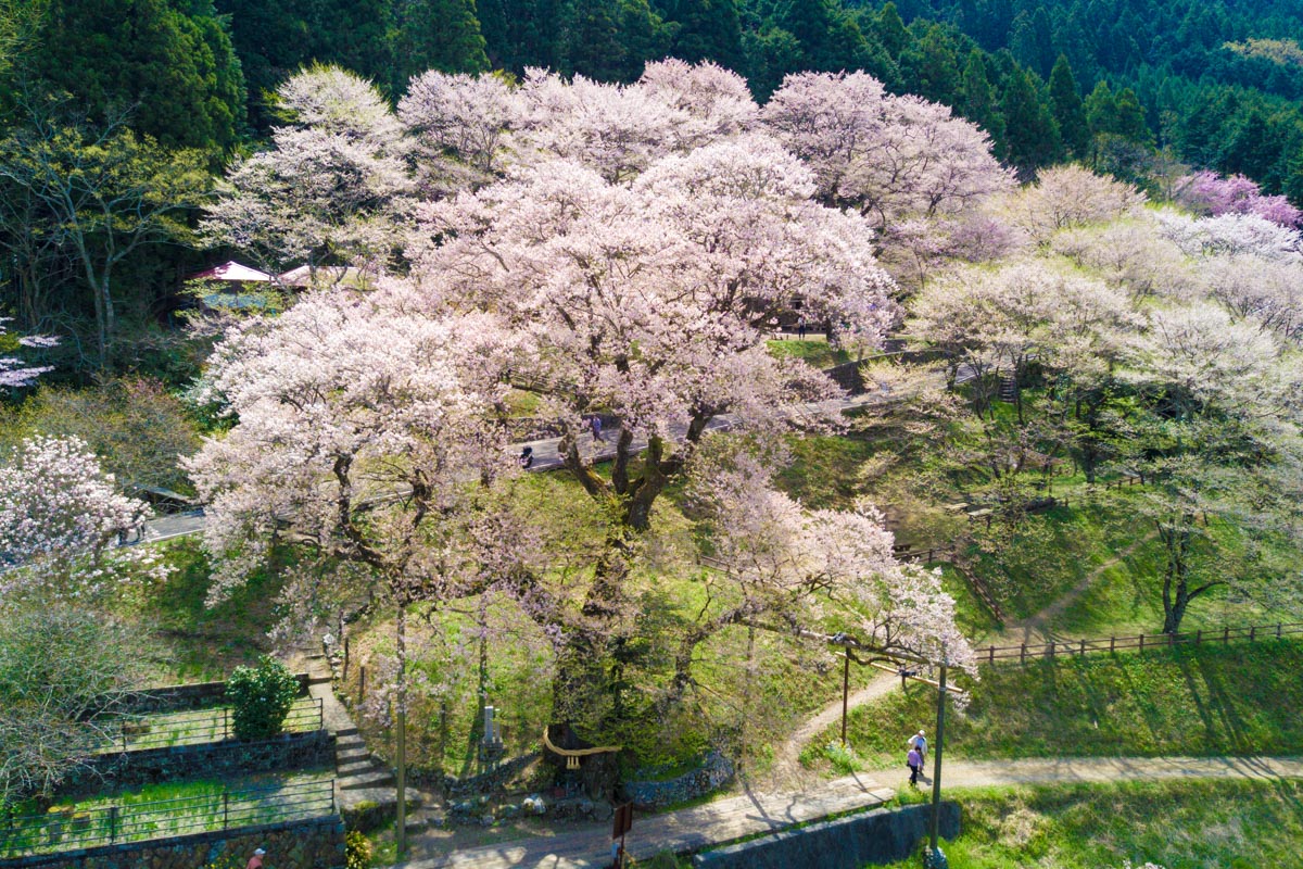ひょうたん桜