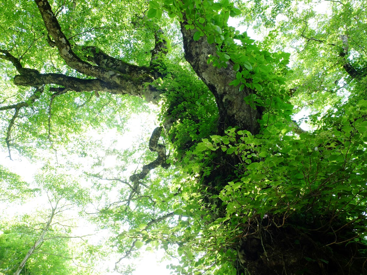 瓶ヶ森林道のブナ