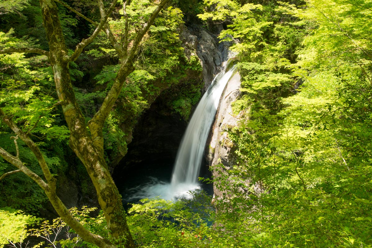 大釜の滝の新緑