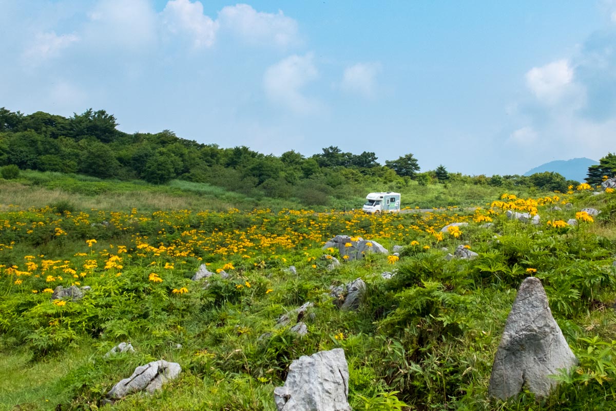 四国カルストのハンカイソウ