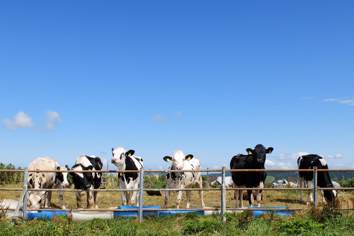 四国カルストの牛