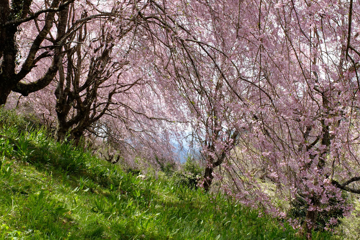 ひょうたん桜周辺のしだれ桜