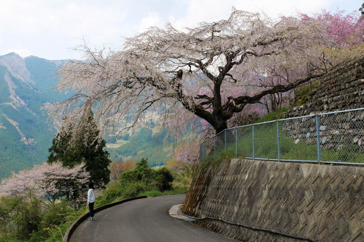ひょうたん桜周辺のしだれ桜
