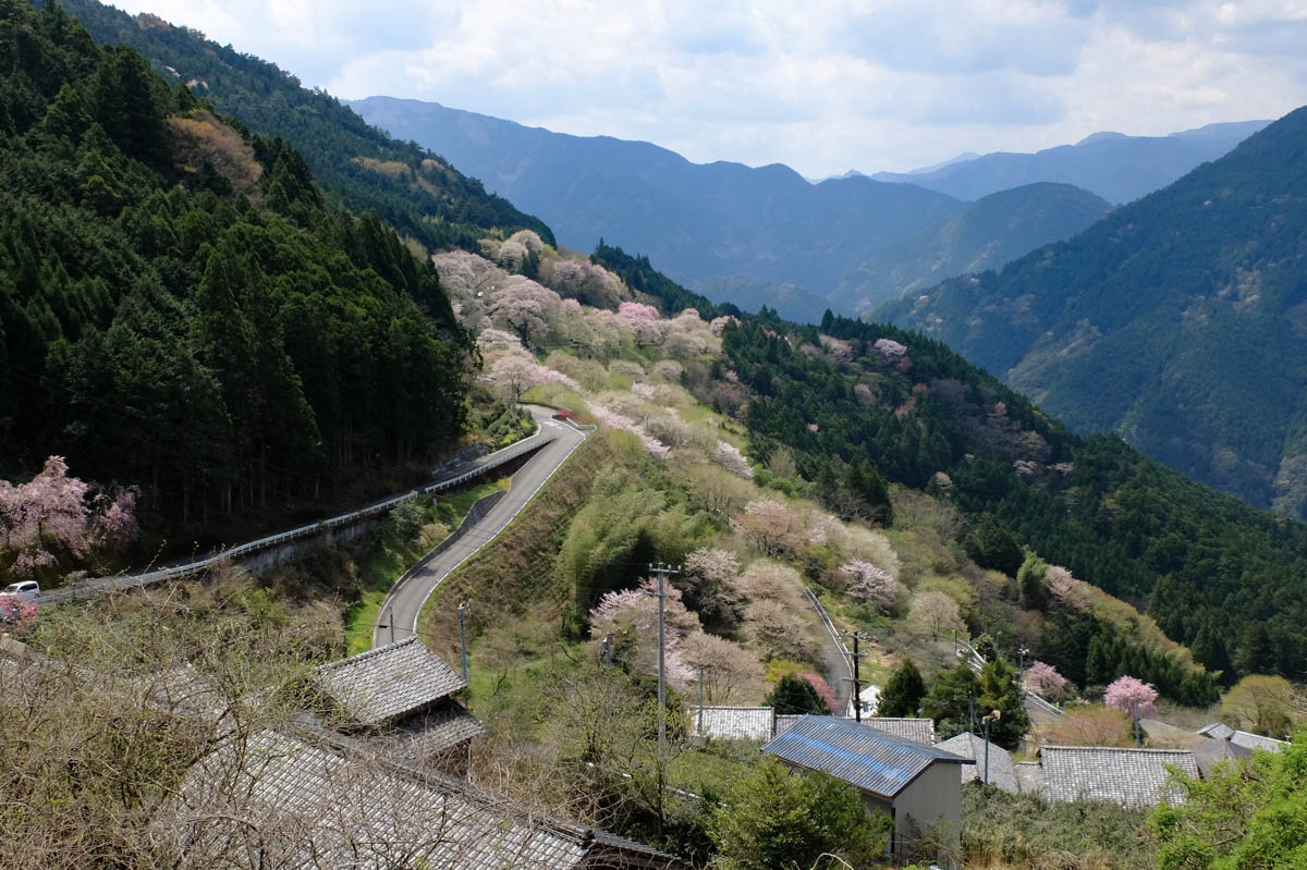 ひょうたん桜の遠景