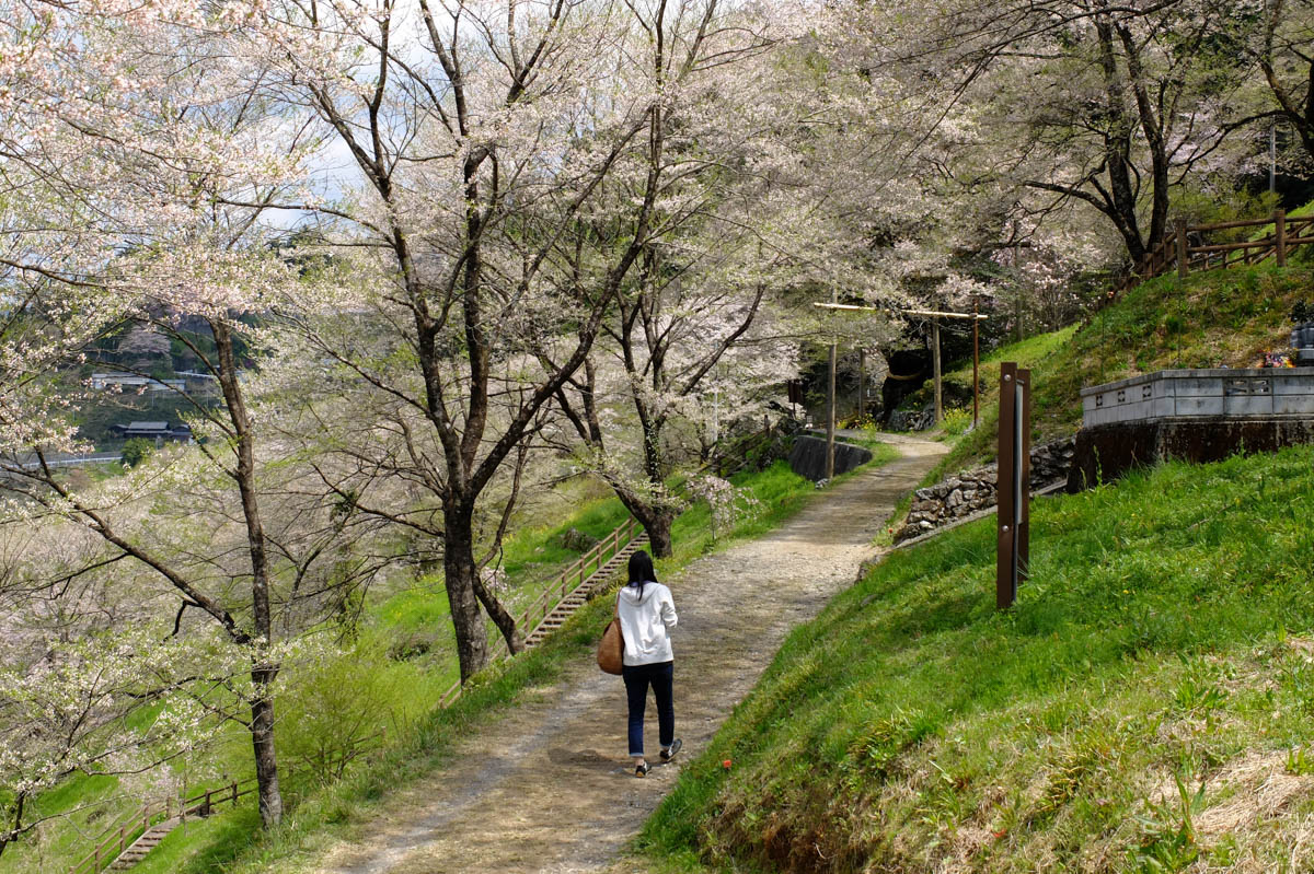 ひょうたん桜の桜並木
