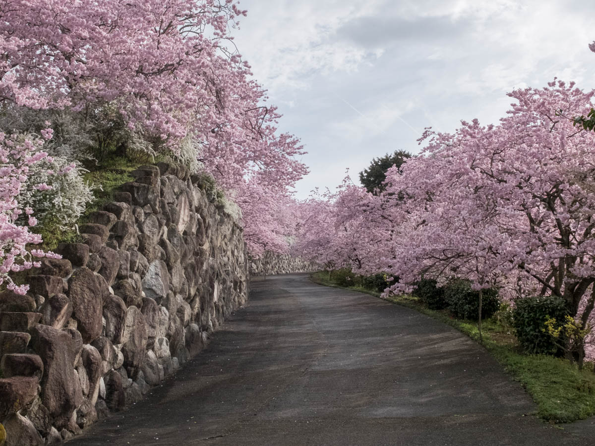 八百萬神之御殿の桜