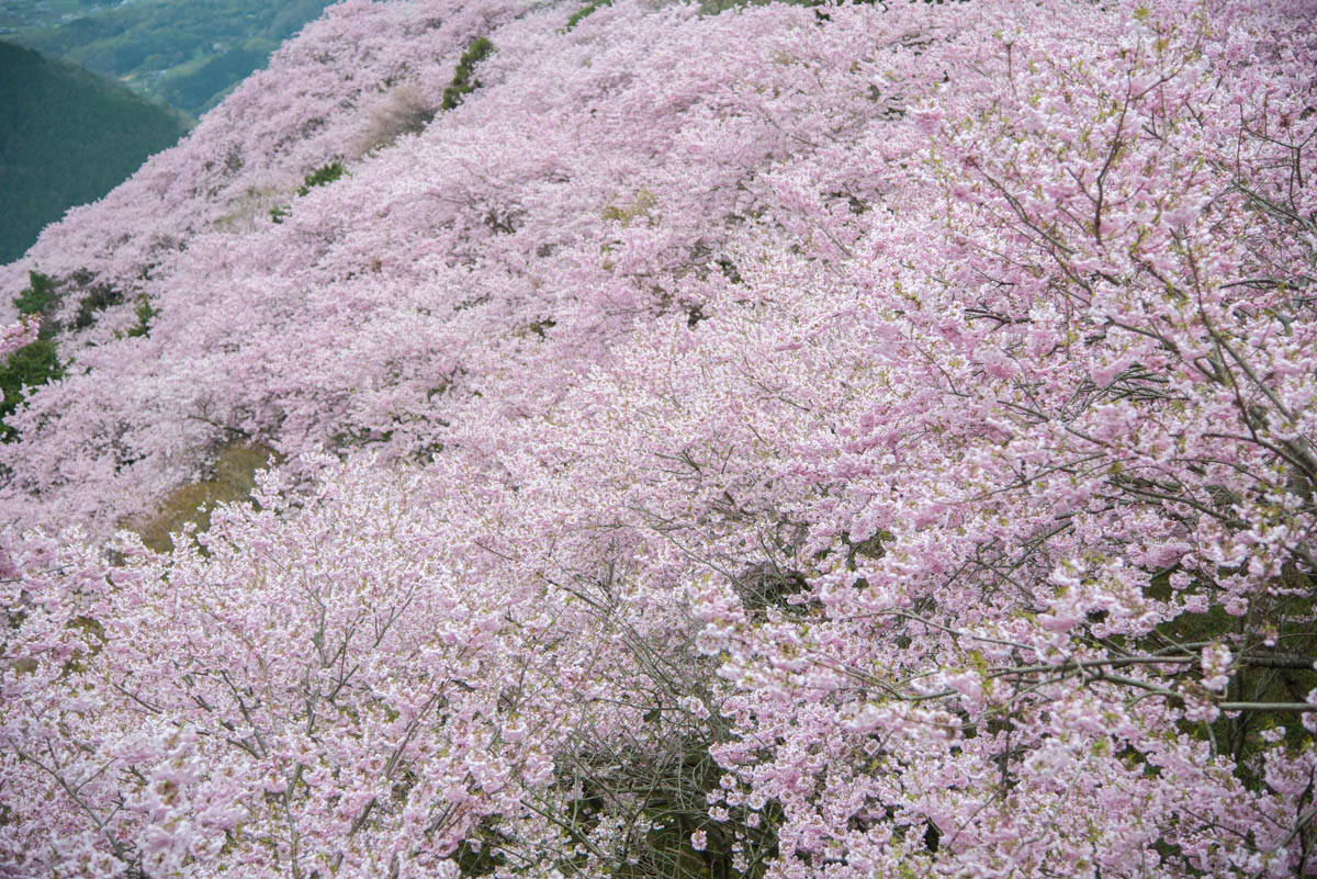 八百萬神之御殿の桜