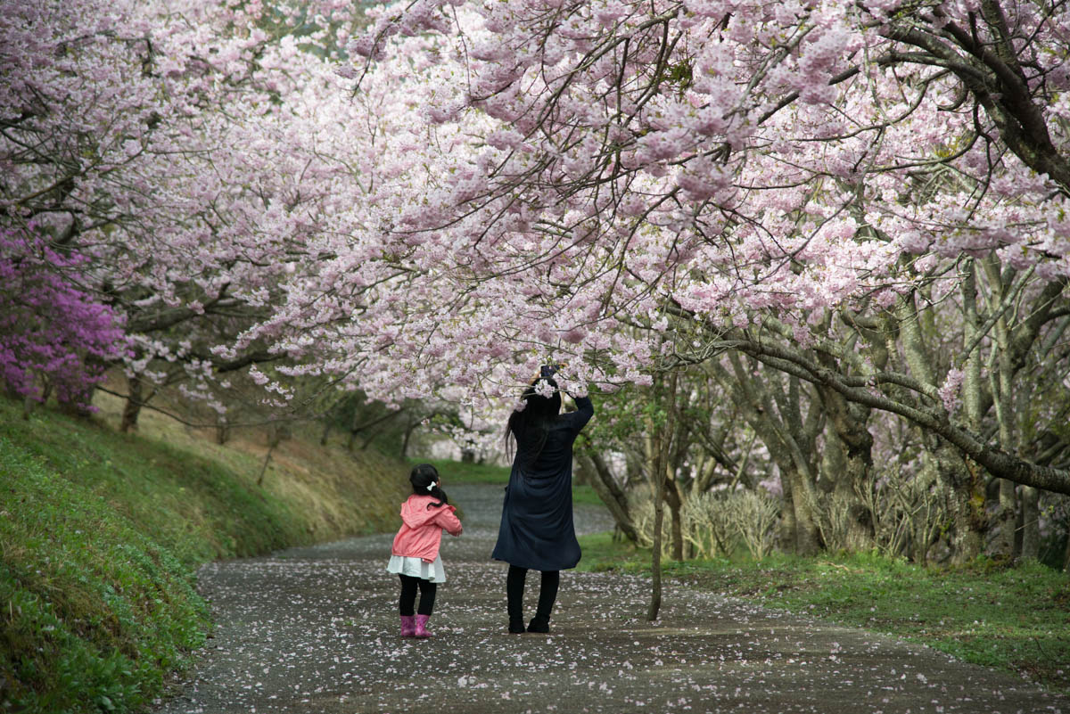 八百萬神之御殿の桜