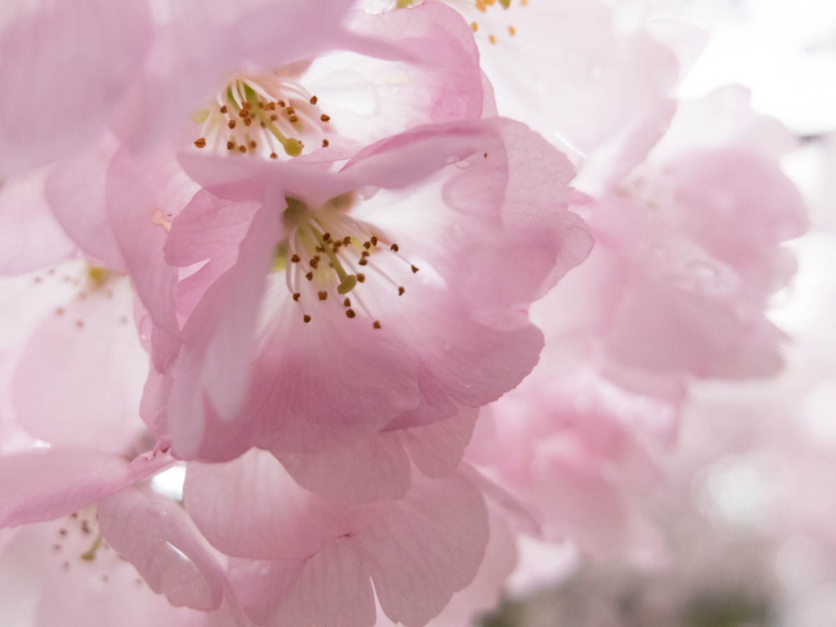 八百萬神之御殿の桜