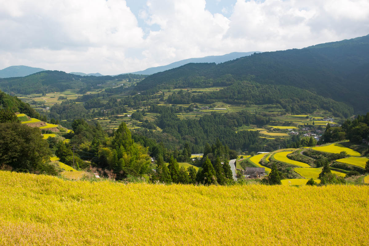土佐町の棚田