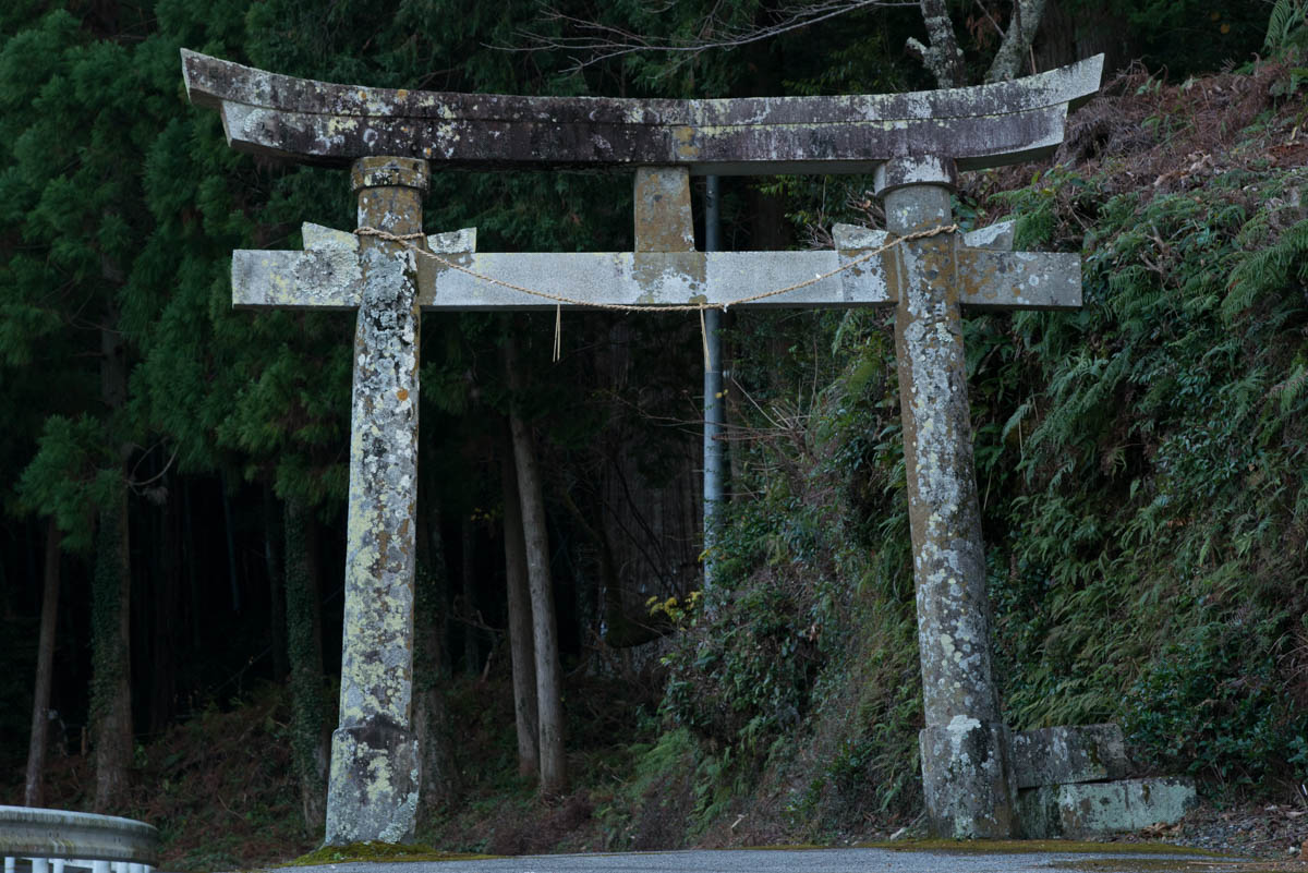 高知県香南市の天神の大杉