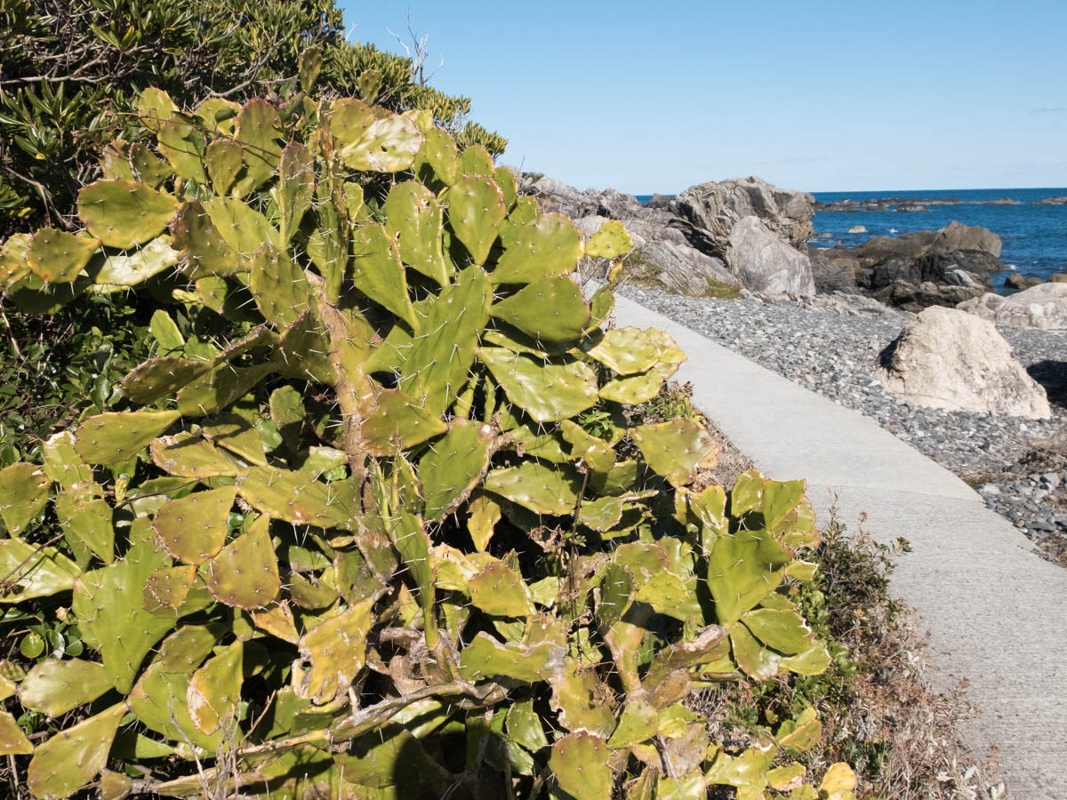 室戸岬のウチワサボテン