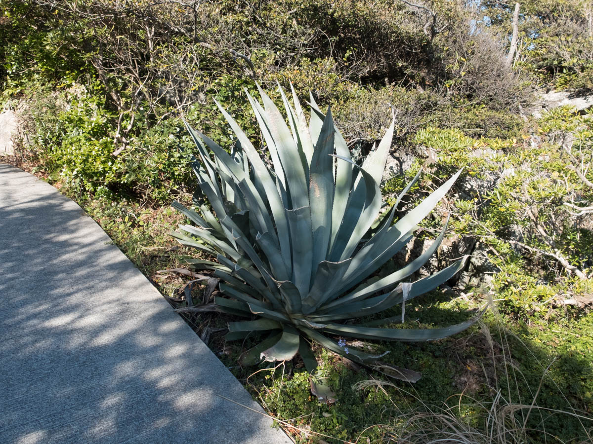 室戸岬のリュウゼツラン