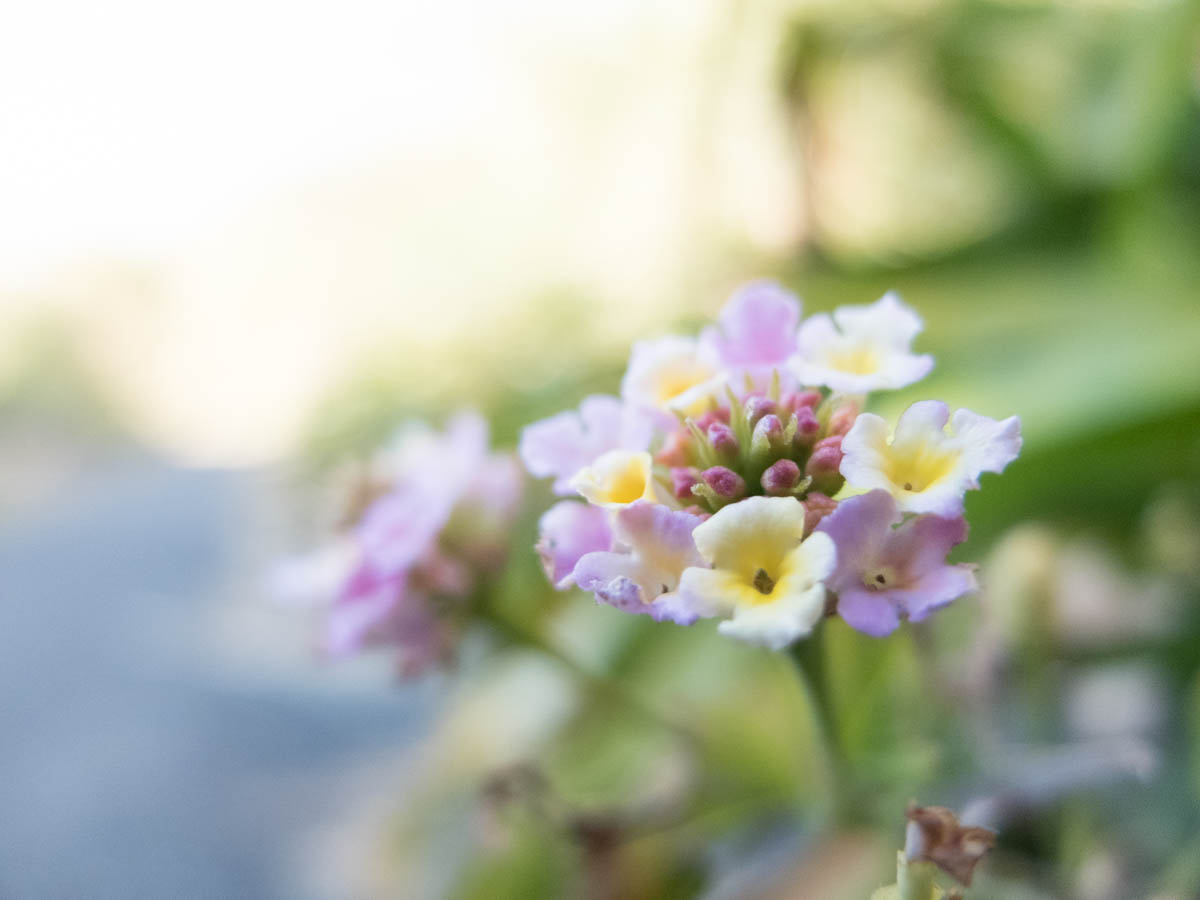 室戸岬のランタナ