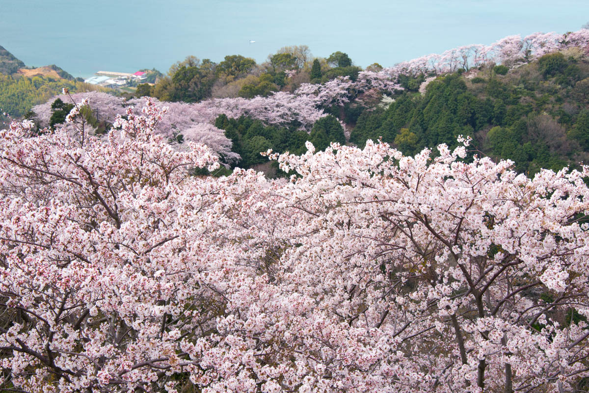 岩城島の桜