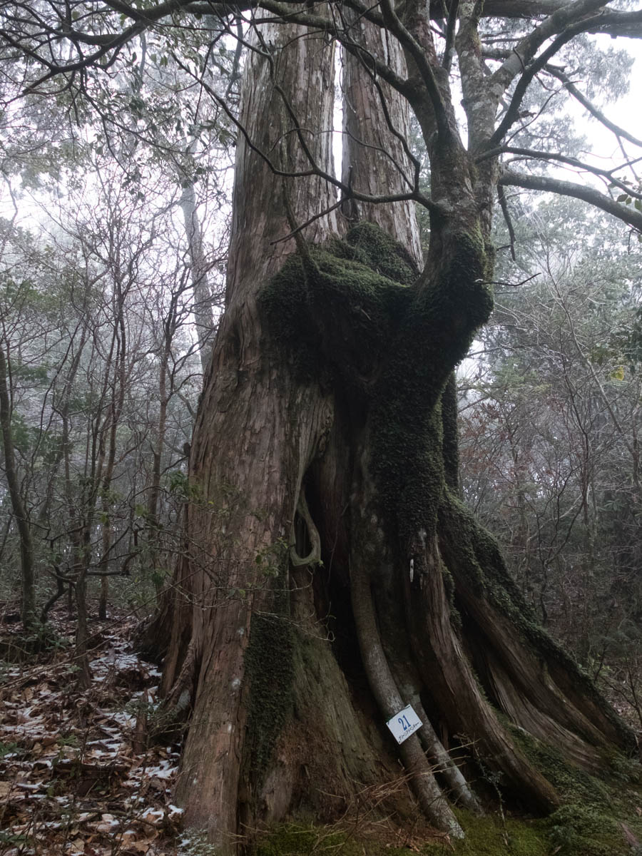 工石山の大木