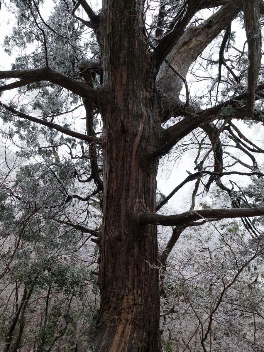 工石山南コースの大木