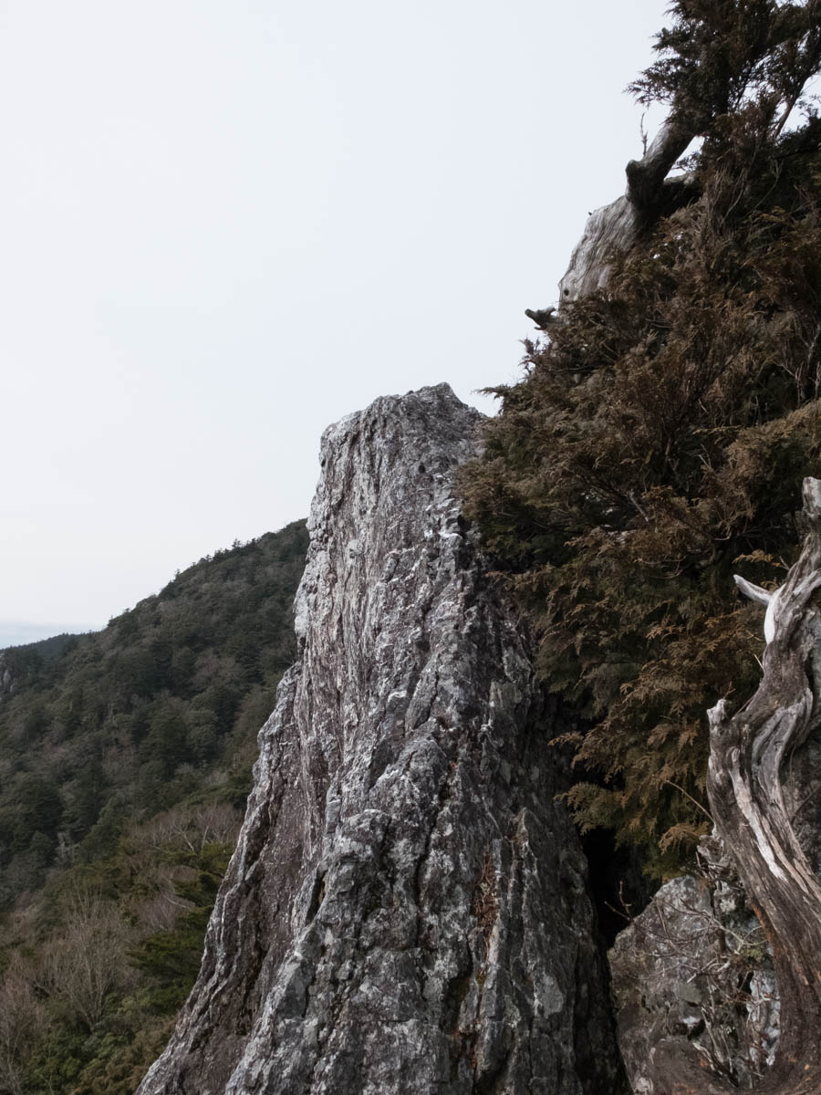 工石山のヒノキ屏風岩