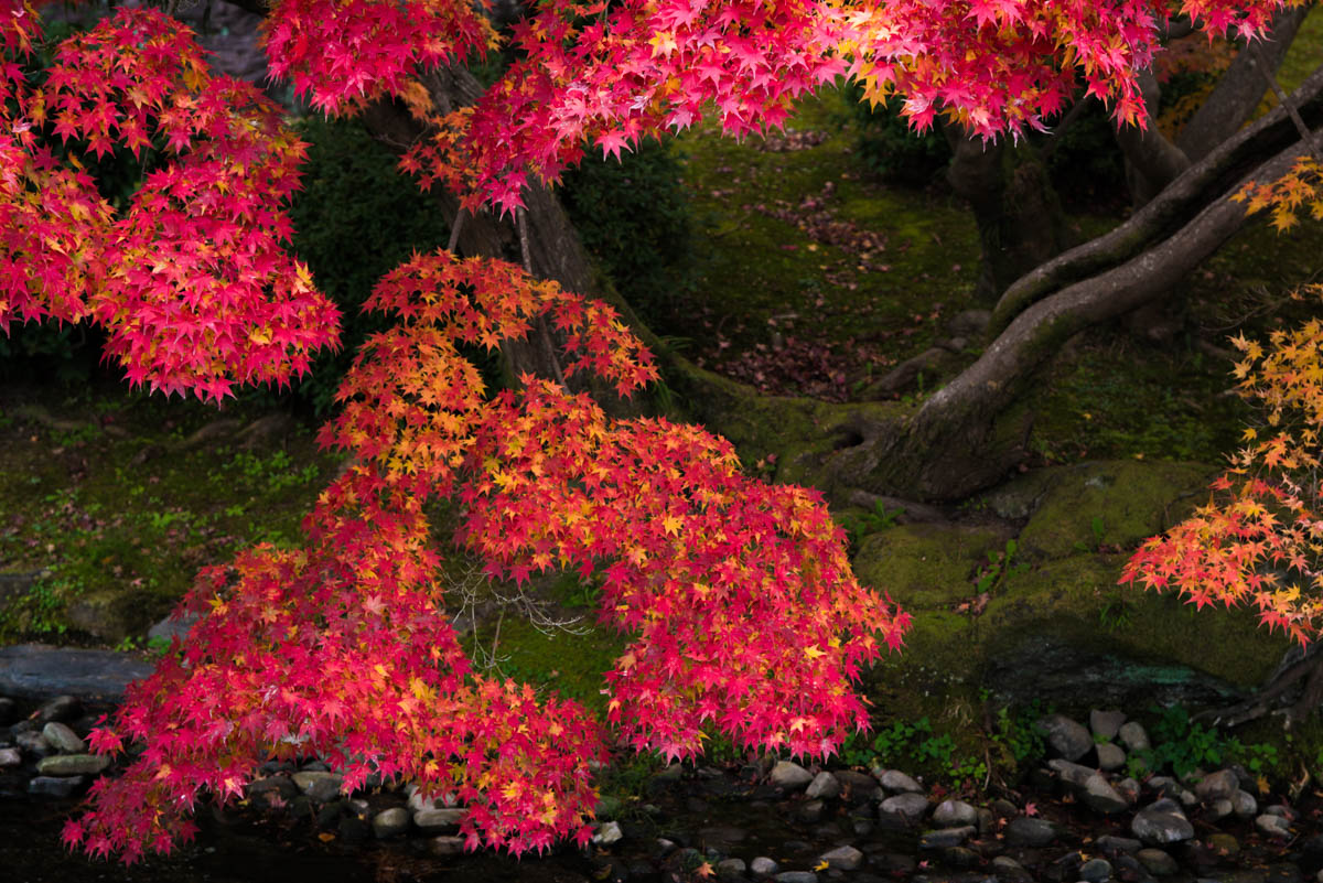栗林公園の紅葉