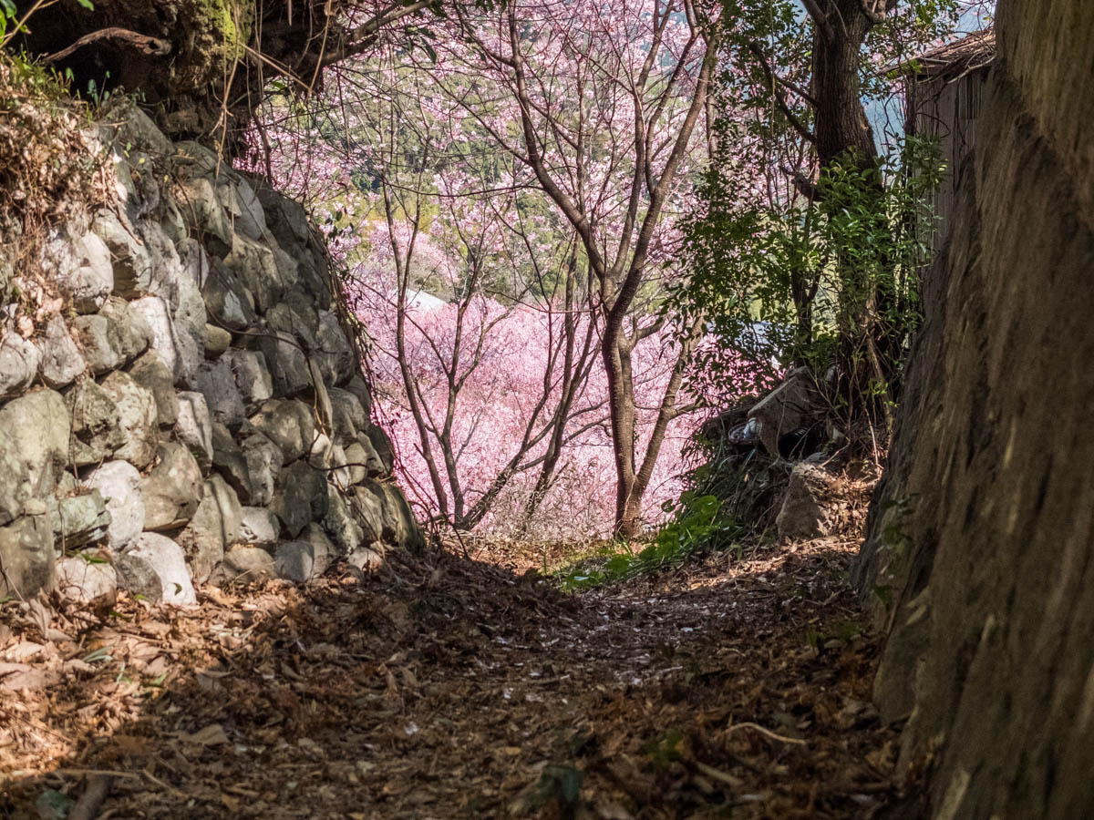 桑田山,雪割り桜