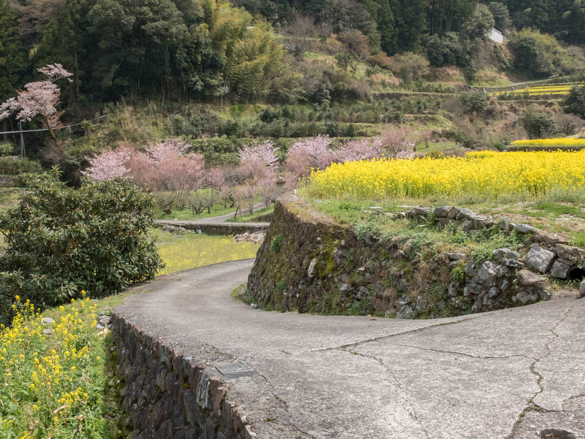 神山町江田地区の菜の花まつり