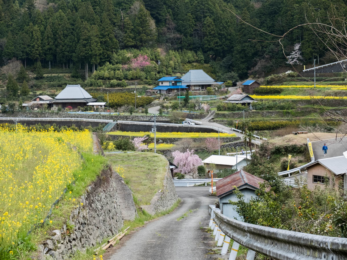 神山町江田地区の菜の花まつり