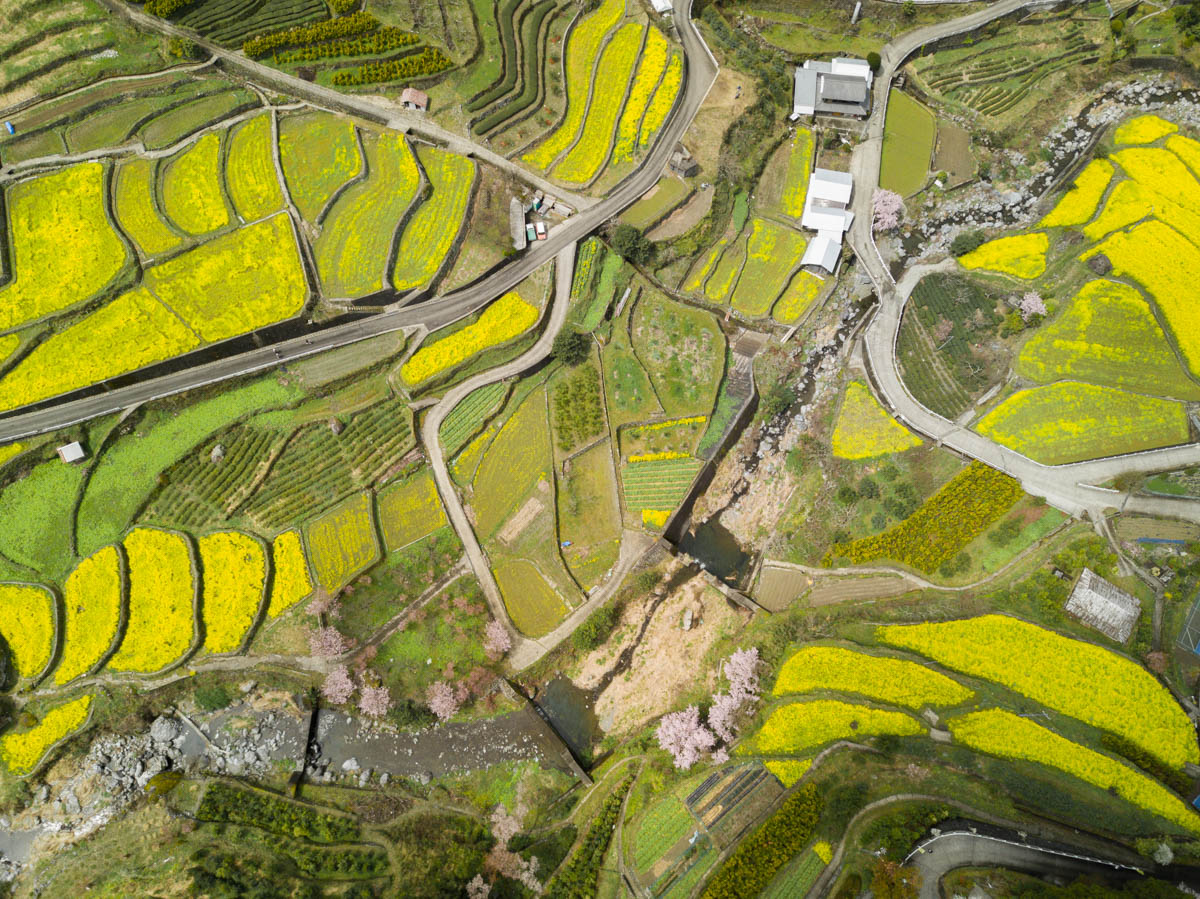 神山町江田地区の菜の花まつり