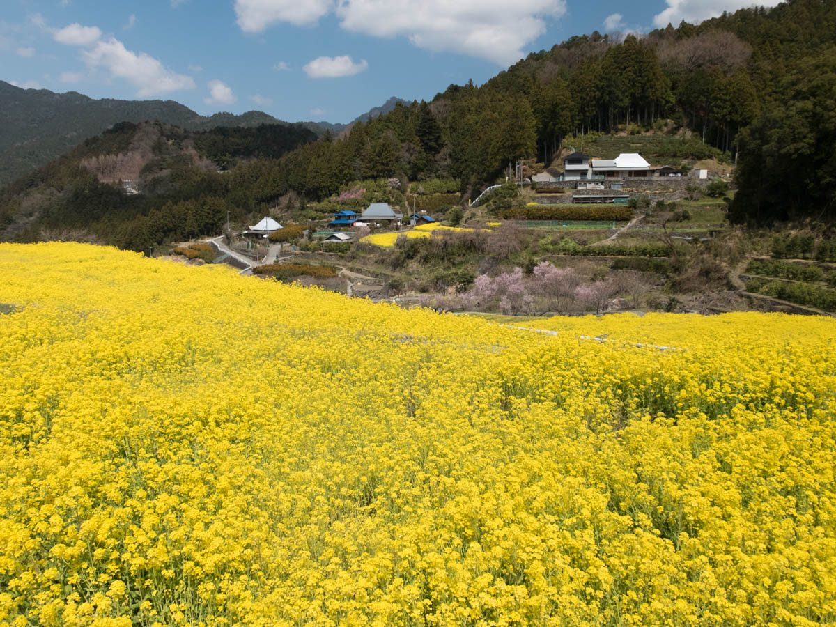 神山町江田地区の菜の花まつり1