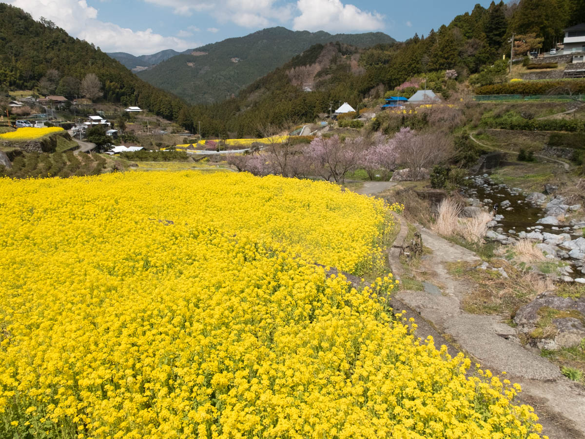神山町江田地区の菜の花まつり1