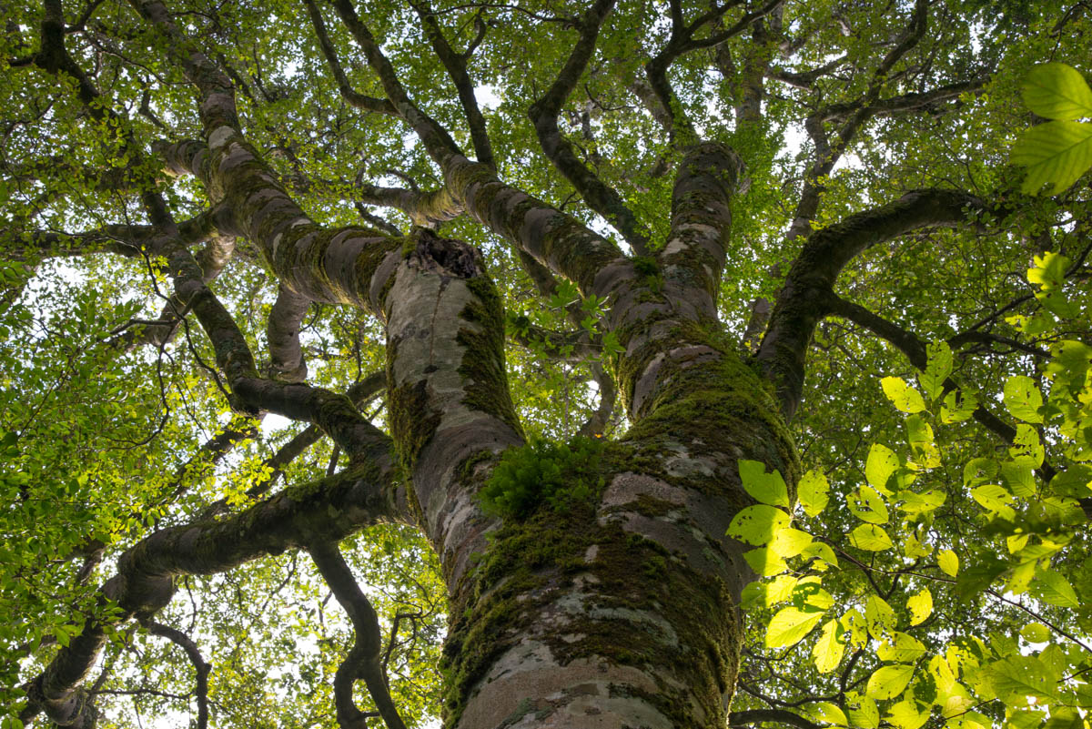 笹倉湿原周辺のブナの巨木