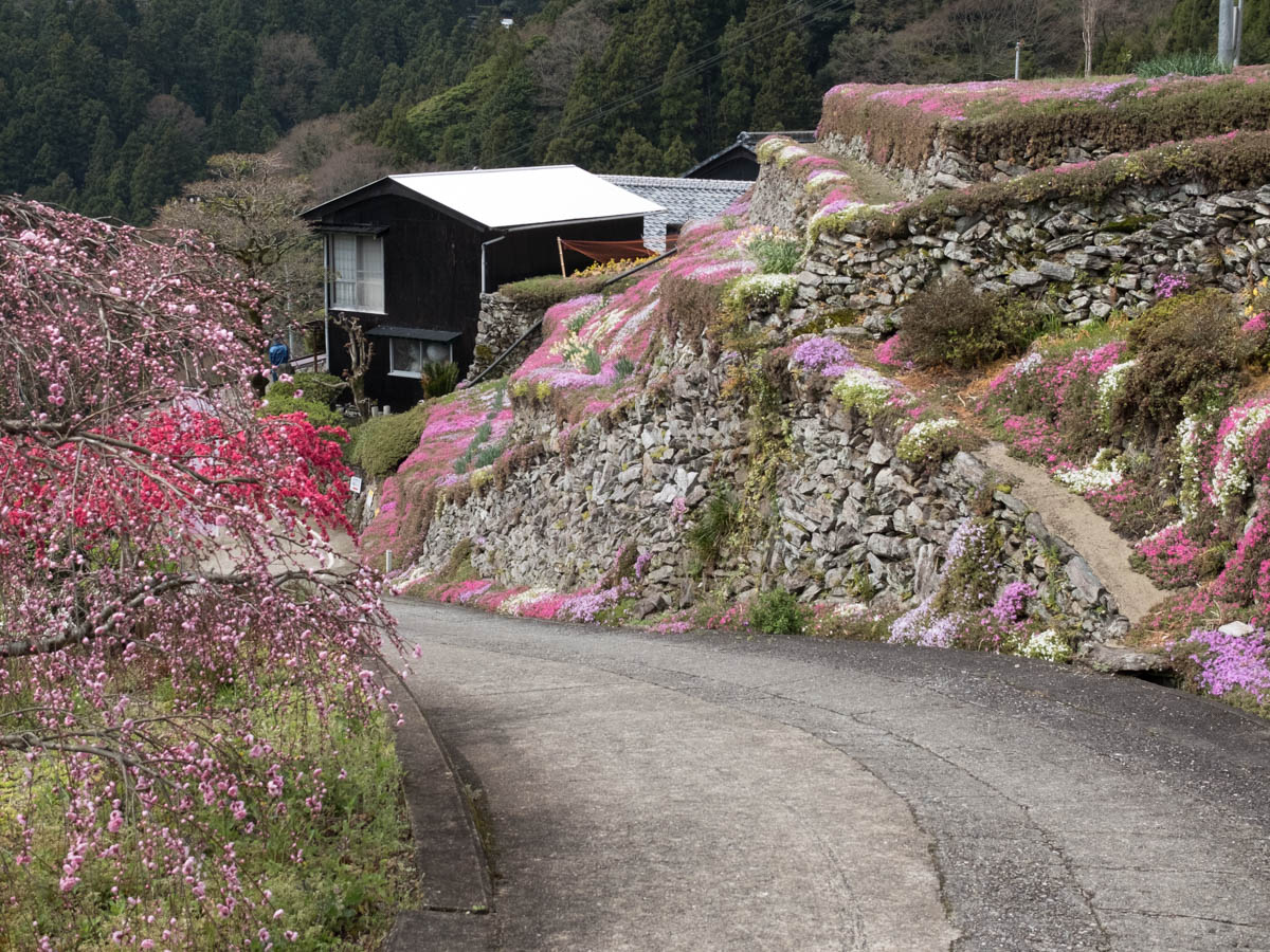 高開の石積みの芝桜