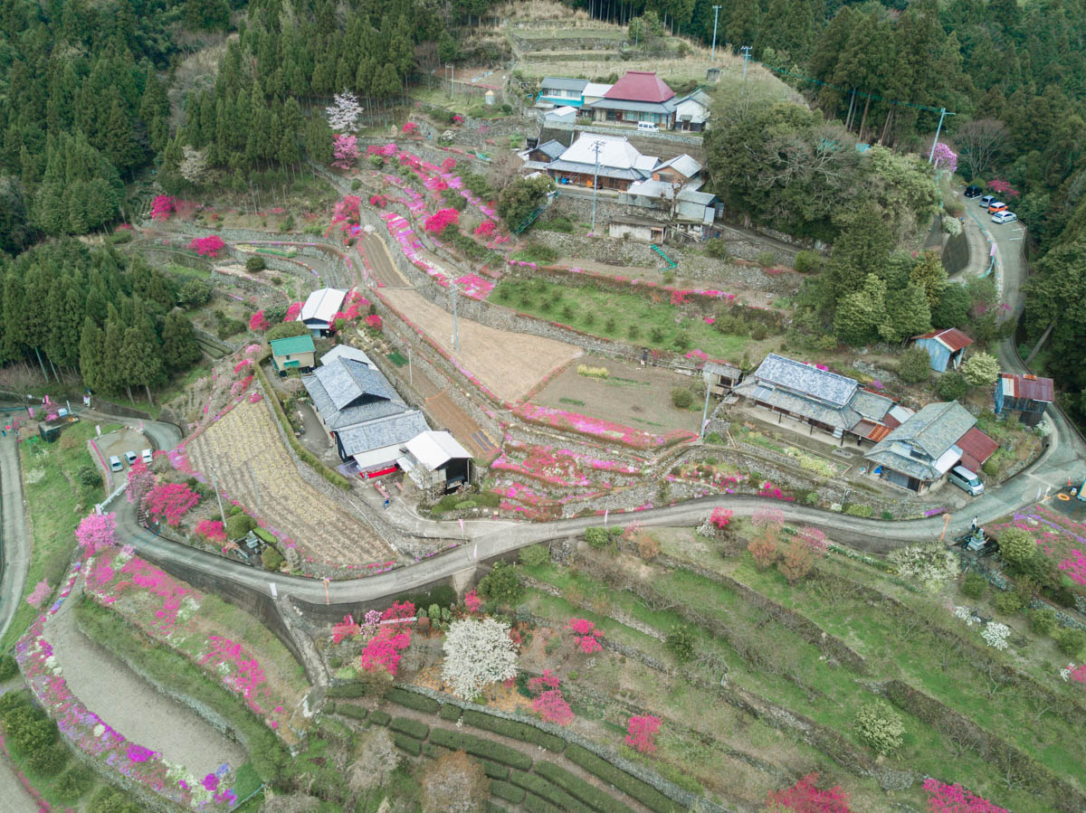 高開の石積みの芝桜