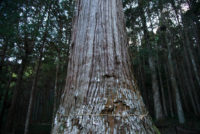 高知県香南市の天神の大杉
