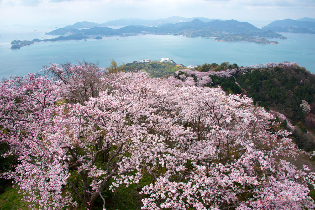 尾根沿いの登山道を埋め尽くす三千本の桜