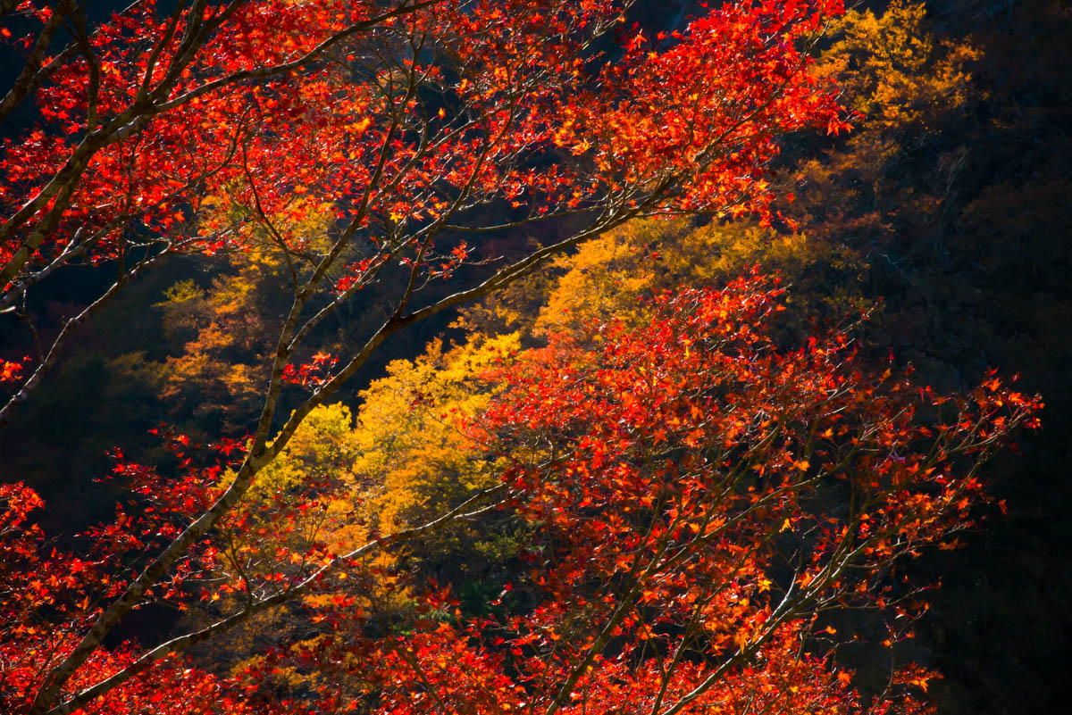 高の瀬峡の紅葉